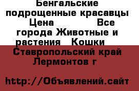 Бенгальские подрощенные красавцы. › Цена ­ 20 000 - Все города Животные и растения » Кошки   . Ставропольский край,Лермонтов г.